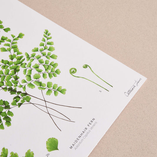 handdrawn fern art print