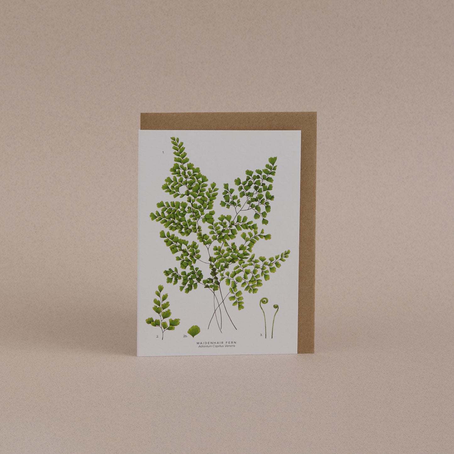 Fern Greetings Card 