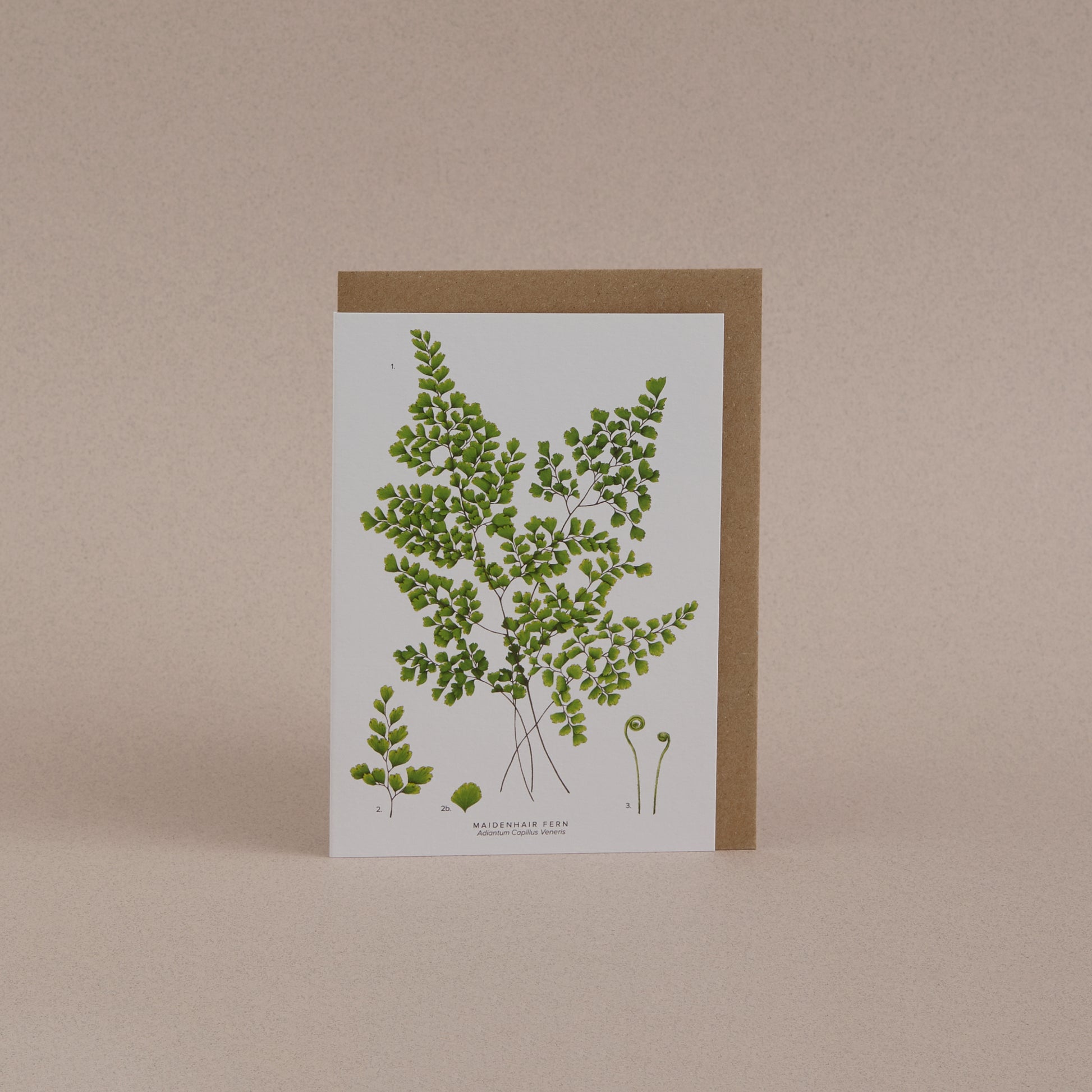 Fern Greetings Card 