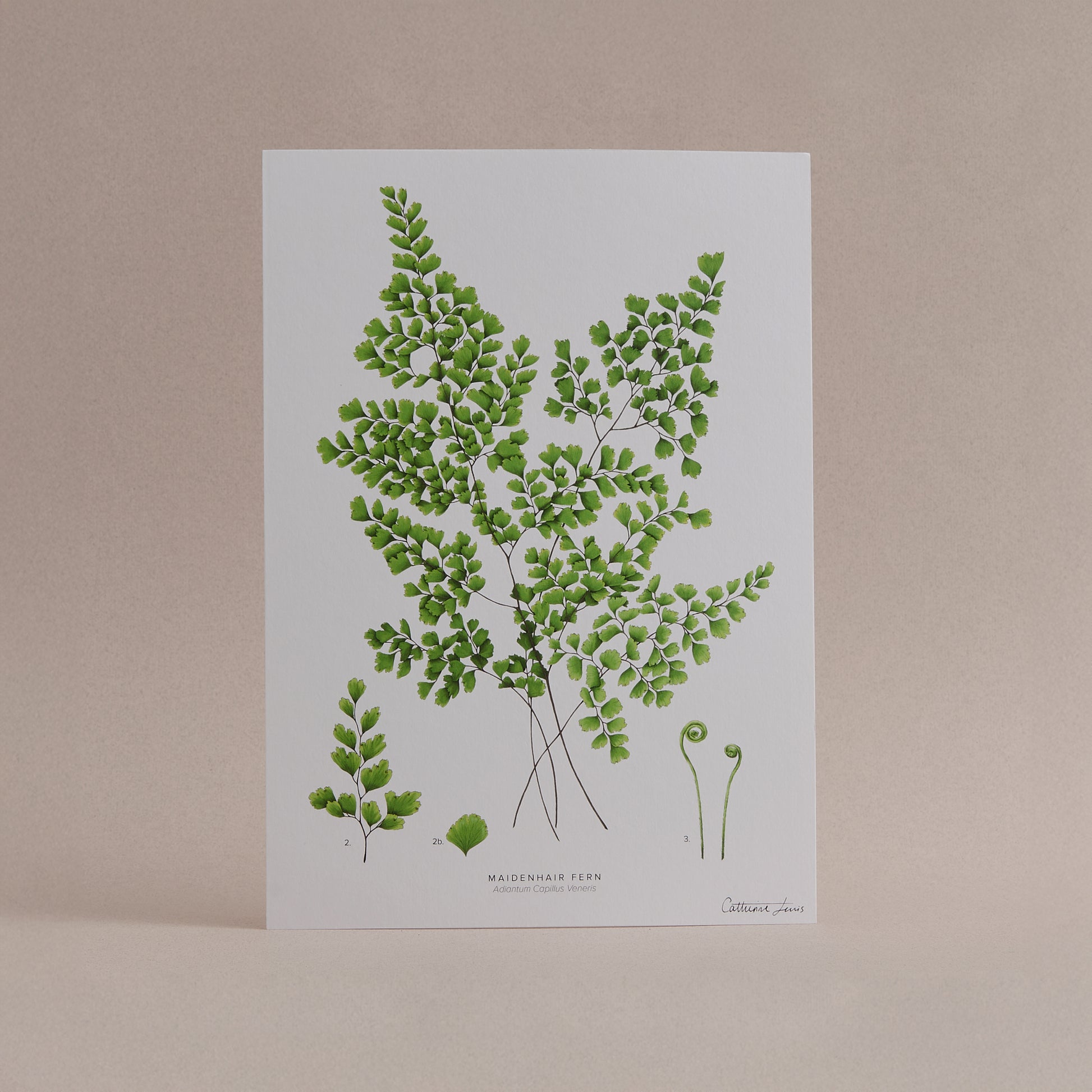 a4 fern art print 
