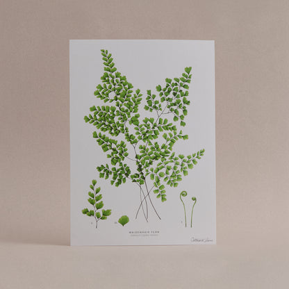 a4 fern art print 